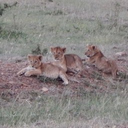 Nairobi and the Masai Mara