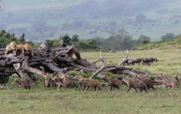 19179203_10154924583756743_781693944_o (1)