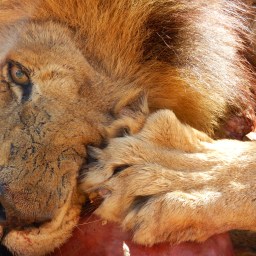 Houseboats on Lake Kariba and Antelope Park
